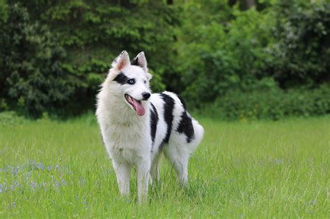 Laika Yakoutienne Portrait - Photo gratuite sur Pixabay - Pixabay