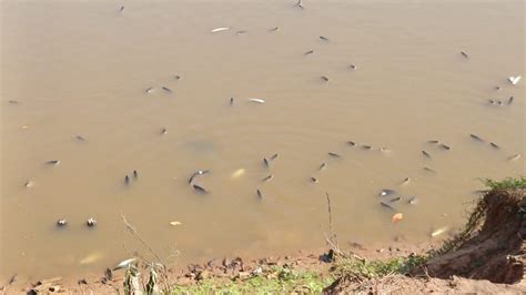 Lan Amento Irregular De Efluente Provocou A Morte De Milhares De Peixes