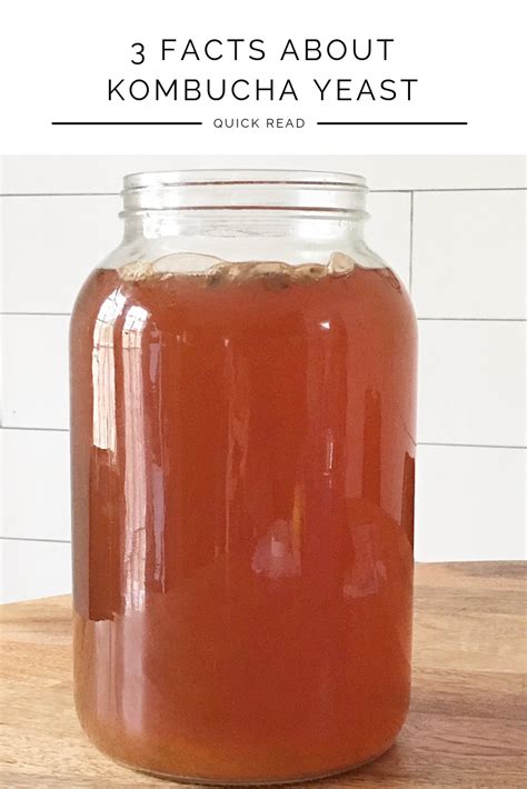 Yeast In Kombucha 3 Things You Should Know Kombucha How To Brew