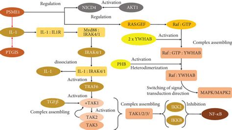 Comprehensive Interaction Of Plenty Proteins In Signaling Pathways