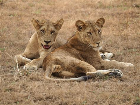 Combining Game Drives And Chimpanzee Trekking In Queen Elizabeth