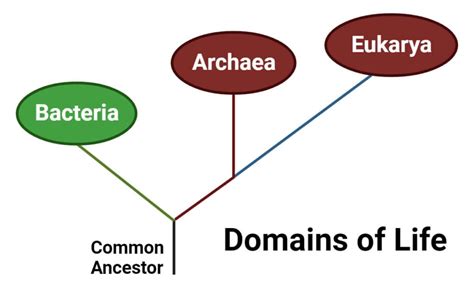 Archaea: Habitat, Characteristics, Classification, Applications