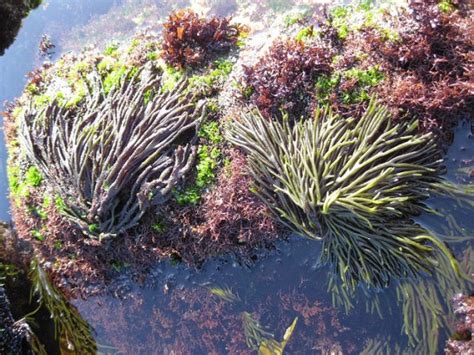 Importancia Ecológica Das Algas - Saiba qual a importância ecológica das algas marinhas | Pensamento Verde