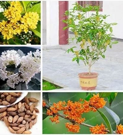 Seeds Osmanthus Fragrans Charming And Fragrant Sweet Olive Tree