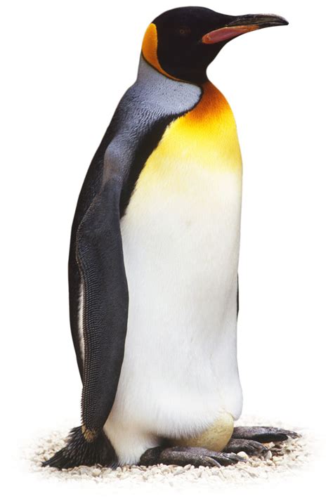 penguin facts penguin facts  kids dk find