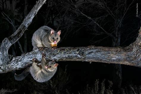 wildlife photographer   year peoples choice award finalists