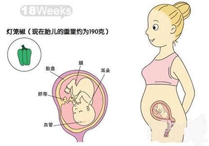 懷孕五個月肚子有多大 需要做哪些產檢 每日頭條