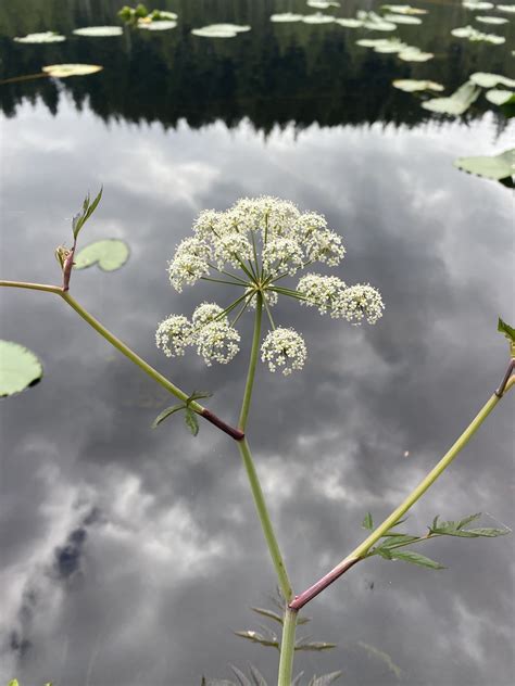 pennsylvanian wildflowers! (identity help would be appreciated ...