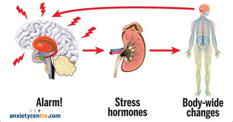 The Stress Response And Anxiety Symptoms