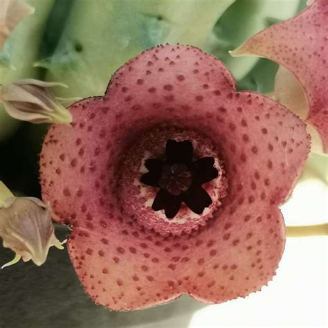 HUERNIA HYBRID CV PINK EYE Giromagi Cactus And Succulents