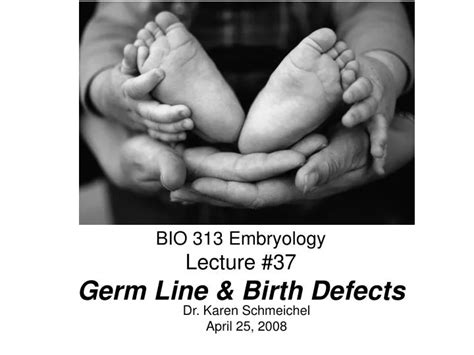 Ppt Bio 313 Embryology Lecture 37 Germ Line And Birth Defects Powerpoint Presentation Id 4085494