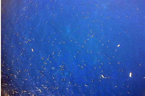 Scientists discover the largest assembly of whale sharks ever recorded ...