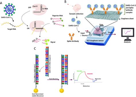 Biosensors For Diagnosis Of Viral Infections A In Crispr Based