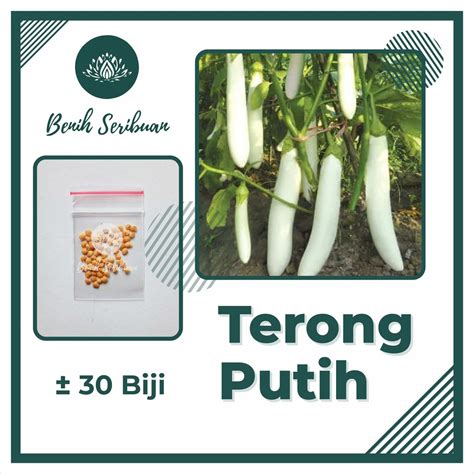 Jual Biji Benih Terong Putih Panjang Pulus Bibit Sayuran Unggul