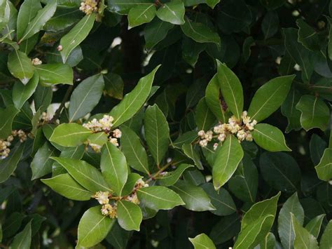 Sweet Bay Leaf Tree: How To Grow A Bay Leaf Tree