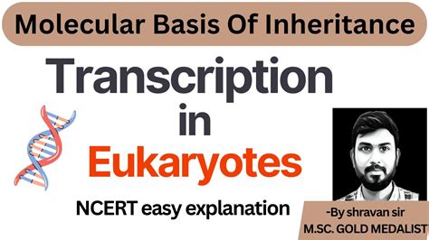 Transcription In Eukaryotes Class 12 Molecular Basis Of Inheritance Genetics Youtube