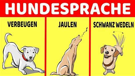 Warum Wedeln Hunde Mit Dem Schwanz Haustiereleben