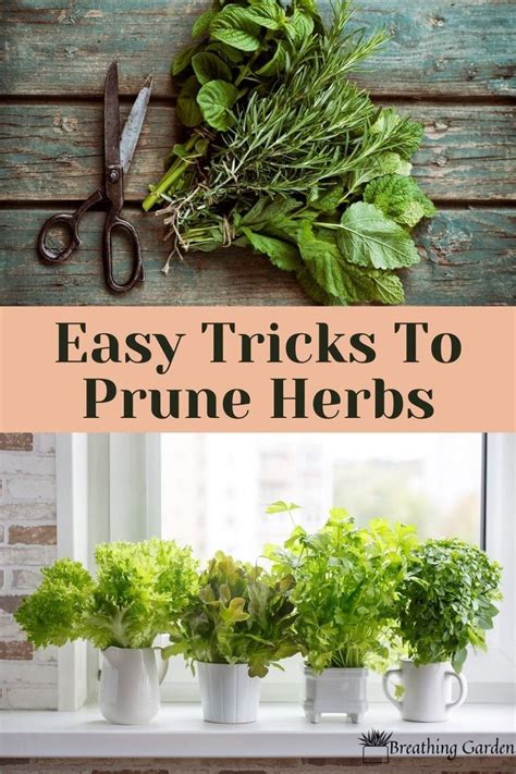 How To Prune Herbs For Healthy Growth