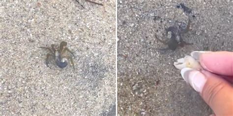Woman Spots A Naked Hermit Crab And Helps Him Find A New Home The Dodo