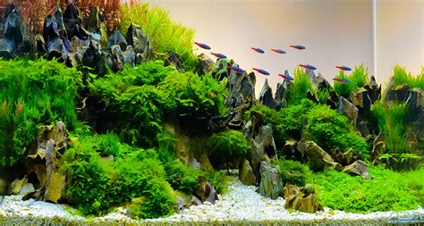 Aquascape Je Eigen Aquarium In 7 Stappen Pets Place