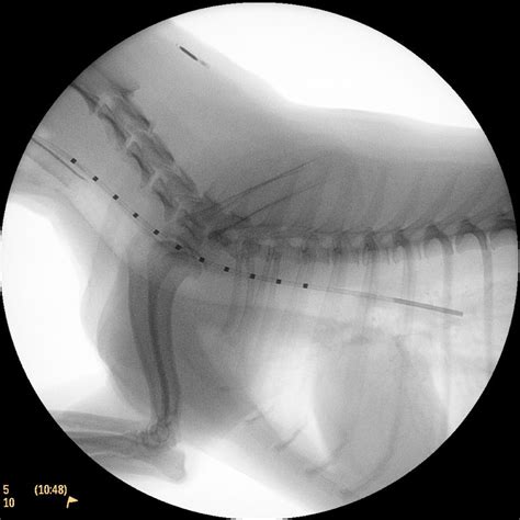 Trachea Collapse Fluoroscopy 02 Radiograph In Dogs Canis