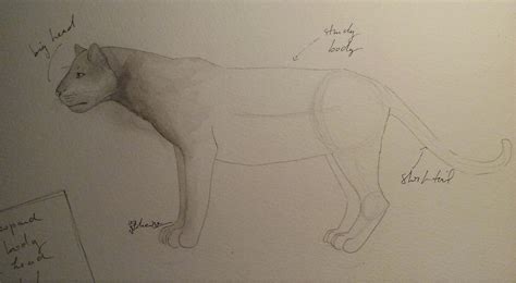 Panther Study By Mbloodriver On Deviantart