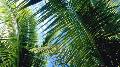 Palm Leaves Desktop Wallpapers Top Free Palm Leaves Desktop