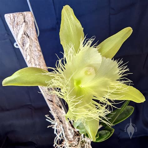 Honduras National Flower Best Flower Site