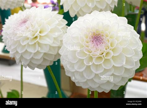 White Pom Pom Dahlias With Purple Centres Stock Photo Alamy