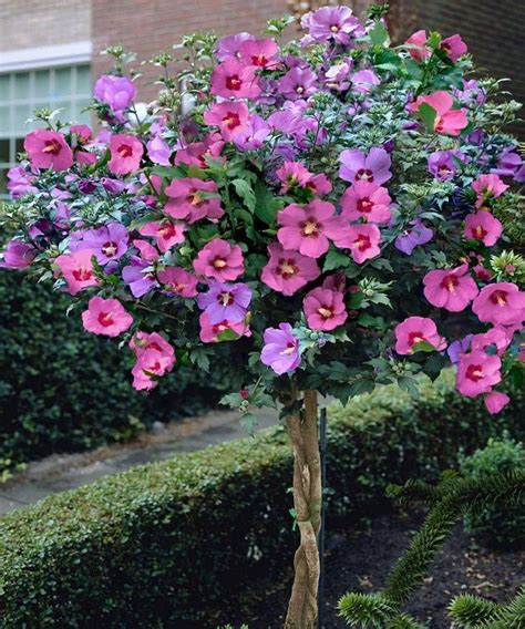 flowers | Hibiscus tree, Rose of sharon tree, Rose of sharon