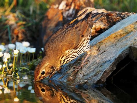 CAZADORES DE TODO EL PAÍS COLABORARÁN EN EL PROYECTO DE CIENCIA