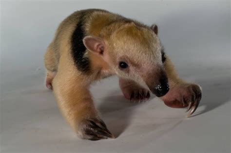 A Baby Tamandua (Anteater) Born at The Staten Island Zoo