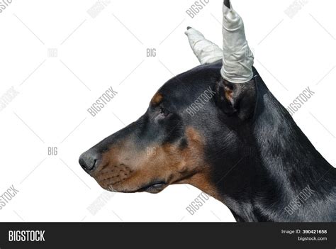 Portrait Doberman Image & Photo (Free Trial) | Bigstock