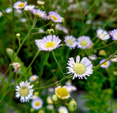 Dainty Flowers Photograph By Amanda Myers