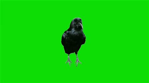Crow Green Screen Video With Different Angles Hd Quality No Cope Write