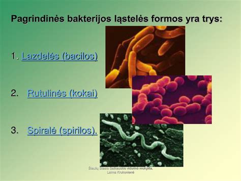 Ppt Bakterijos Gausiausios žemės Gyventojos Powerpoint