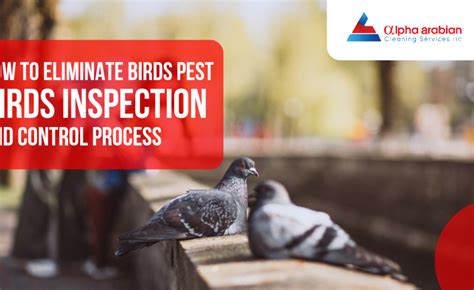 How To Eliminate Birds Birds Inspection And Control Process