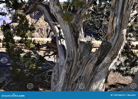 Twisted Ancient Cedar Tree Looks Dead But Is Very Much Alive Stock