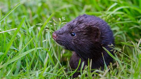 Getting to know mink | Wisconsin Wetlands Association