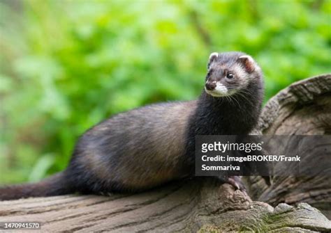 1953 Polecats Stock Photos High Res Pictures And Images Getty Images