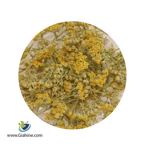خرید و قیمت عمده گل بومادران (چهارشنبه, 17 مرداد 1403) | بازرگانی زرین ...
