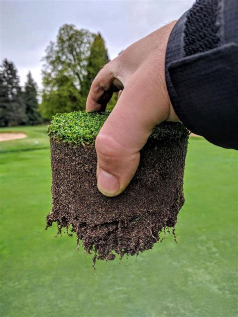 Can Liquid Om Improve Thatch Management In Performance Turfgrass