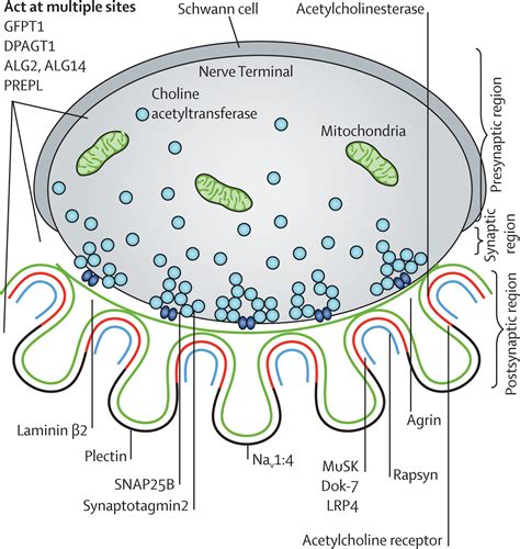 Congenital Myasthenic Syndromes Pathogenesis Diagnosis And Treatment