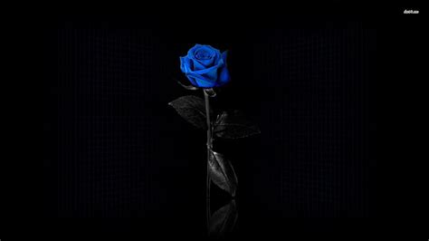 Dark Blue Roses Wallpaper