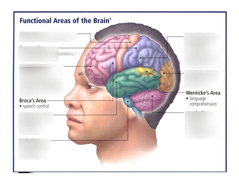 Ap Psych Parts And Functions Of The Brain Diagram Quizlet