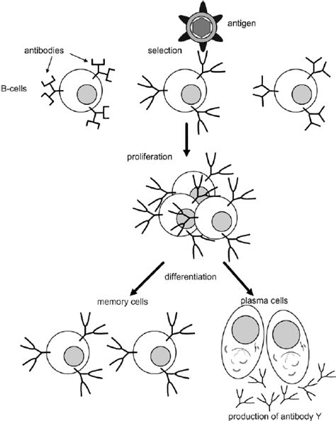 The Clonal Selection Principle Download Scientific Diagram