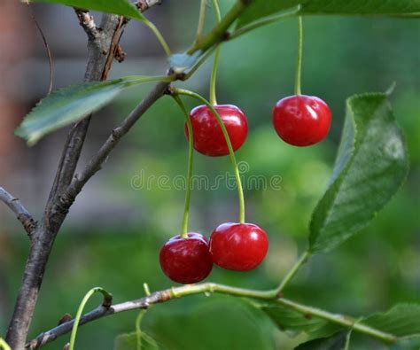 Fruits Of Cherries On A Branch Of A Tree Stock Photo Image Of Garden