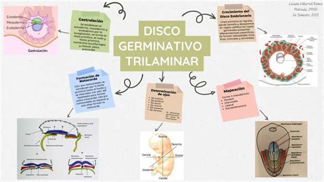 Disco Germinativo Trilaminar Luciana Villarroel UDocz