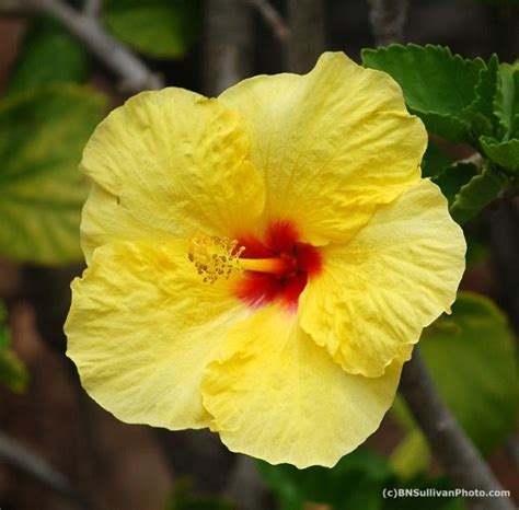 B N Sullivan Photography Hula Girl Tropical Hibiscus Blossom