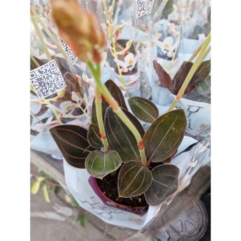 Лудизия дива орхидея от Plants.bg с отлична цена
